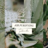 NTPlantsBlogpost